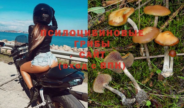 СК Вязьма